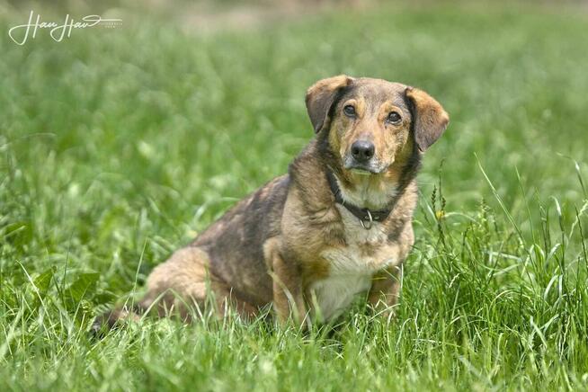 Jamnik mix Never szuka domu -schronisko Zgierz-aktualne