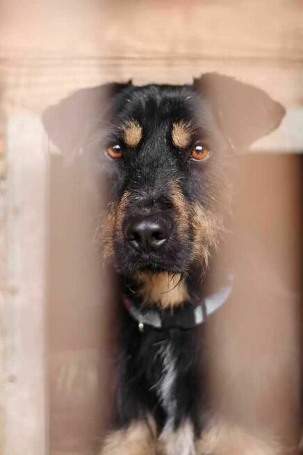 Jagdterrier mix Joker szuka domu-schronisko Zgierz-aktualne