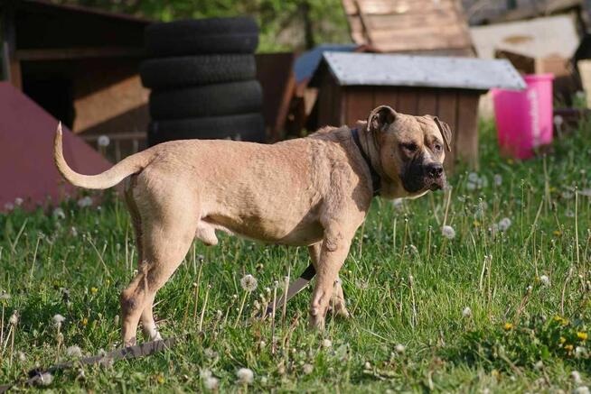 Bokser Tyson szuka domu schronisko Zgierz-aktualne