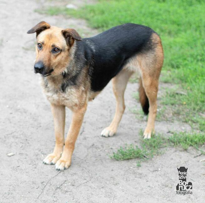 Lola szuka domu -schronisko Zgierz-akualne