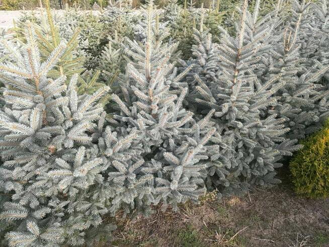 Choinka żywa cięta w doniczkach świerk srebrny pospolity jod