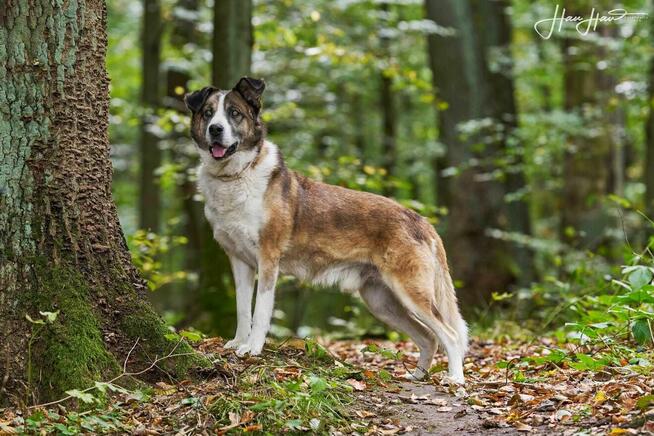 Wizir nie widzi szuka domu schronisko Zgierz aktualne