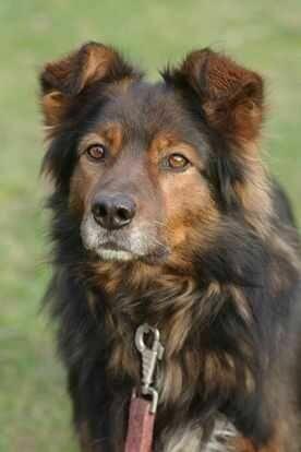 Zorro szuka domu schronisko Zgierz-aktualne