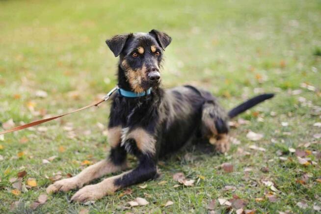 Jagdterrier mix Joker szuka domu-schronisko Zgierz-aktualne
