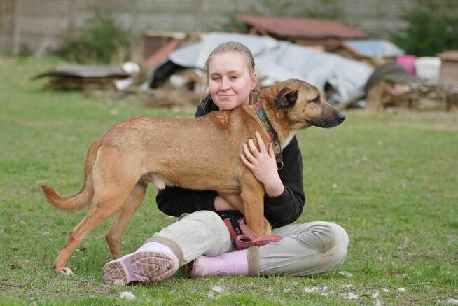 owczarek Belgijski mix Diego -schronisko Zgierz-aktualne