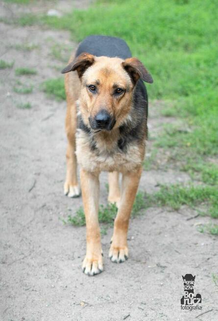 Lola szuka domu -schronisko Zgierz-akualne