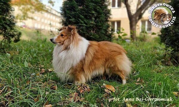 Owczarek Szetlandzki Sheltie szczenięta z rodowodemZKwP/FCI
