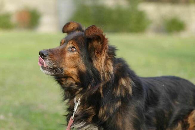 Zorro szuka domu schronisko Zgierz-aktualne