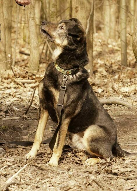 Fajny szuka domów -schronisko Zgierz-aktualne