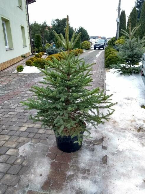 Choinka żywa cięta w doniczkach świerk srebrny pospolity jod