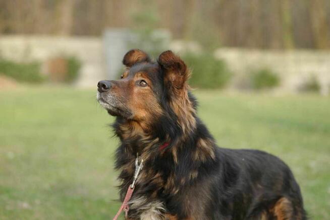 Zorro szuka domu schronisko Zgierz-aktualne