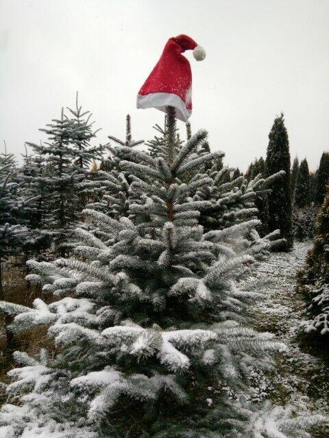 Choinka żywa cięta w doniczkach świerk srebrny pospolity jod