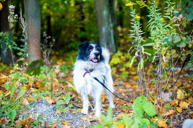 Snoopy szuka domu schronisko Zgierz -aktualne