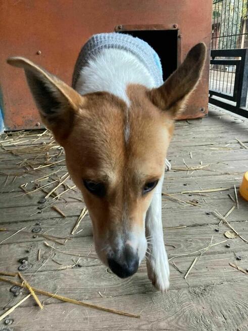 Sezamek szuka domu w schronisku w zgierzu aktualne