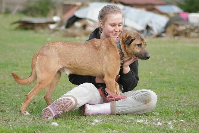 owczarek Belgijski mix Diego -schronisko Zgierz-aktualne