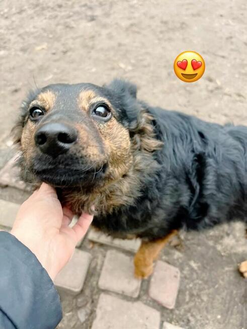 FALKO Młodziak lubiący ludzi i spacery czeka na domek