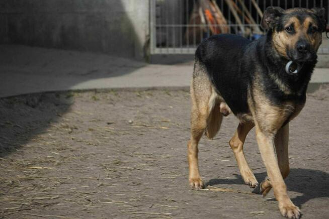Geri szuka domu -schronisko Zgierz-aktualne