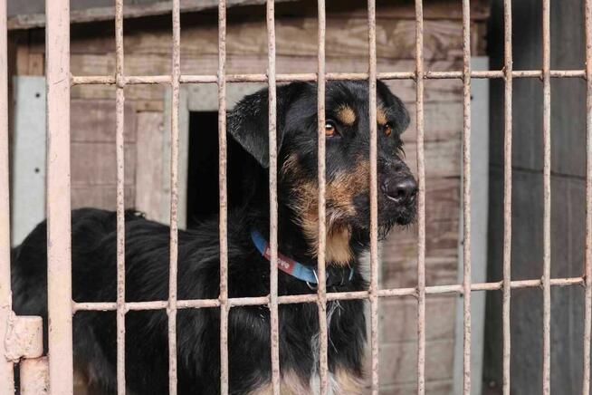 Jagdterrier mix Joker szuka domu-schronisko Zgierz-aktualne