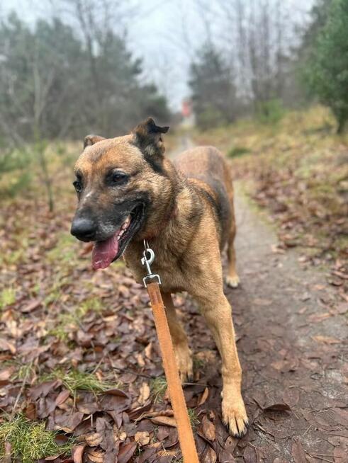 GIENIO kochany staruszek czeka na wymarzony domek