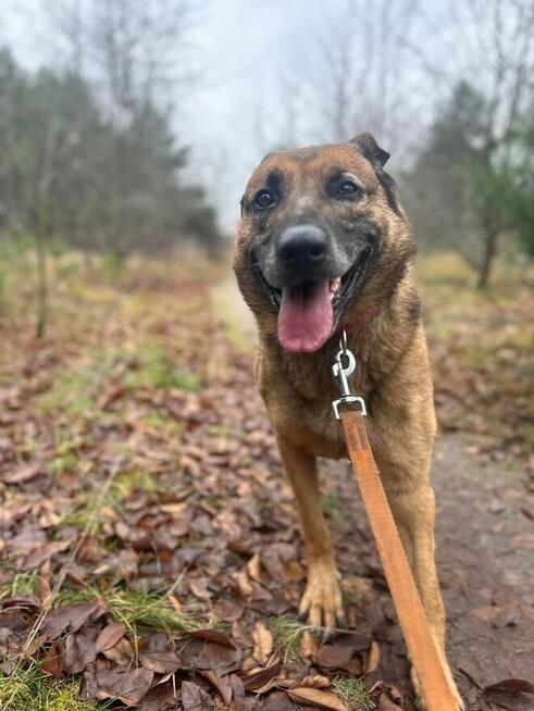Spokojny przyjacielski starszy psiak szuka PILNIE domu