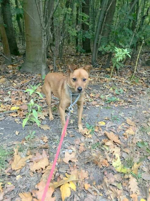 Włóczyji szuka domu-schronisko Zgierz-aktualne