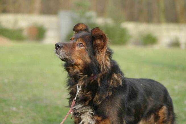 Zorro szuka domu schronisko Zgierz-aktualne
