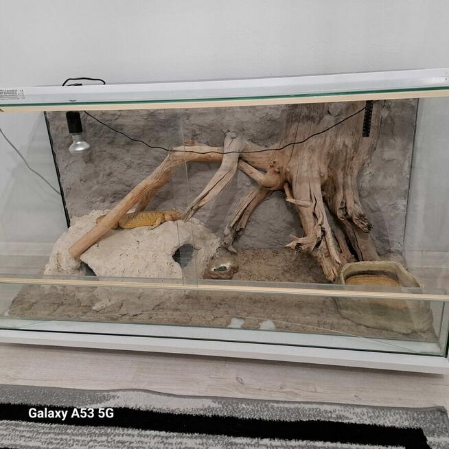 Terrarium dla jaszczurki lub węża