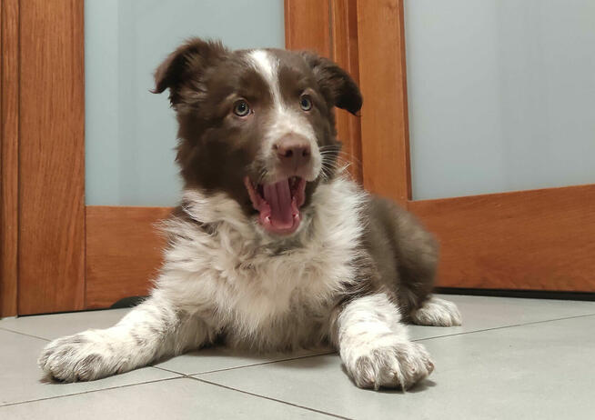 Rasowy Border Collie - piękny pies czekoladowo-biały