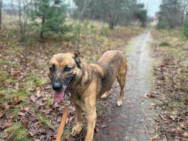 GIENIO kochany staruszek czeka na wymarzony domek