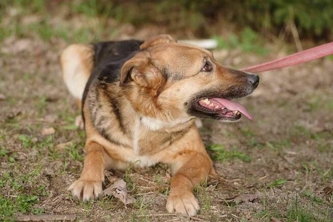 Ruda Zosia szuka domu -schronisko Zgierz-aktualne