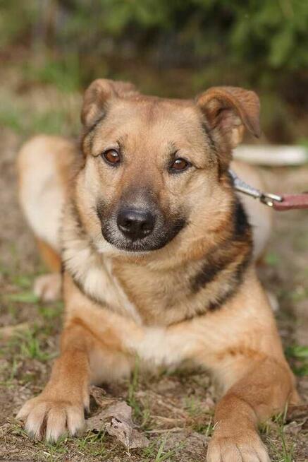 Ruda Zosia szuka domu -schronisko Zgierz-aktualne
