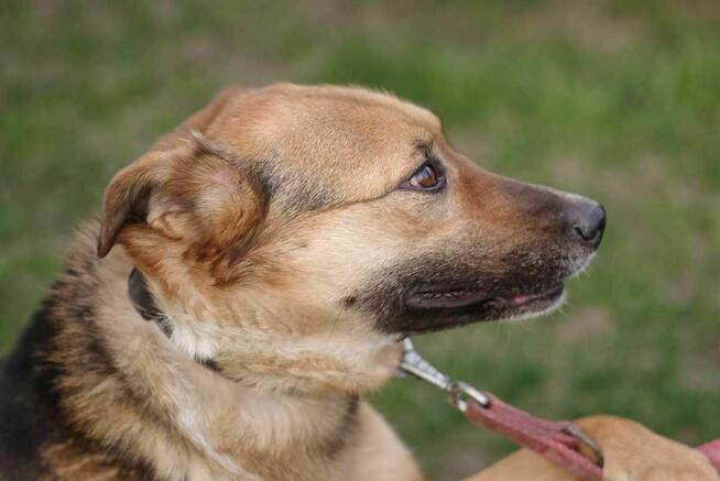 Ruda Zosia szuka domu -schronisko Zgierz-aktualne