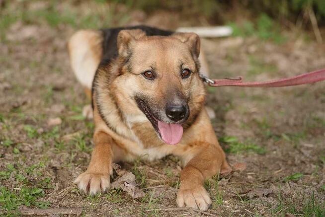 Ruda Zosia szuka domu -schronisko Zgierz-aktualne