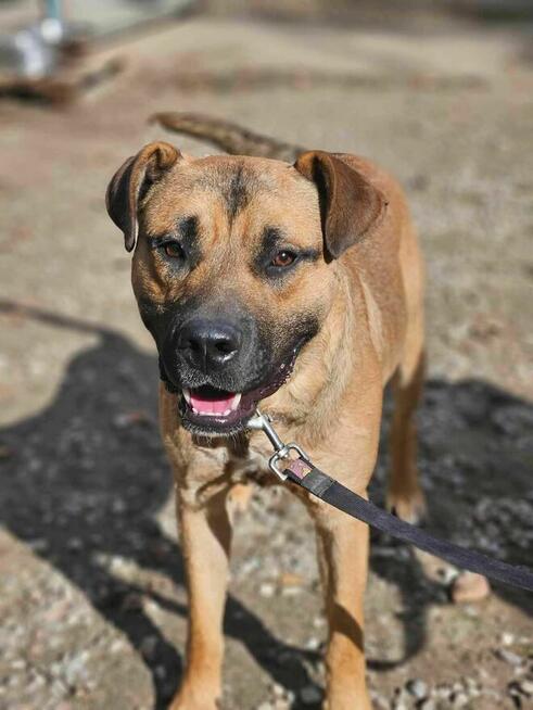 amstaff mix Złoty szuka domu schronisko Zgierz-aktualne