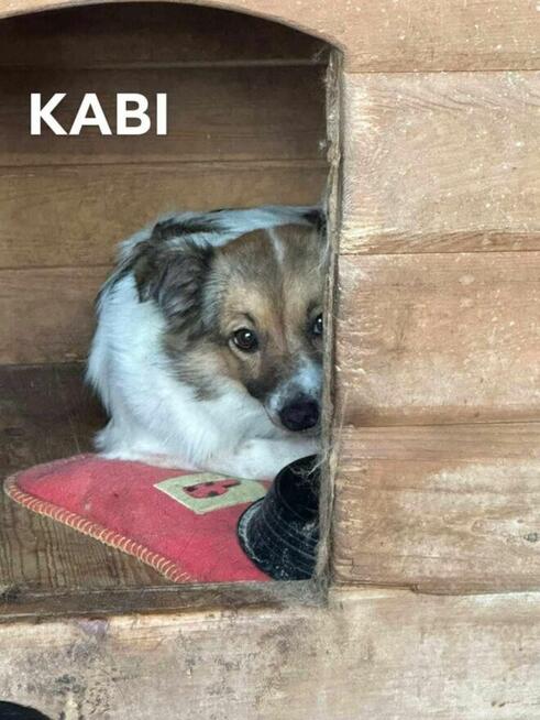 Pilne!! Psiaki mają 6 miesięcy czekają na kochający dom Kasp
