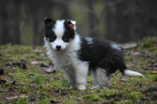 Sunia Border Collie