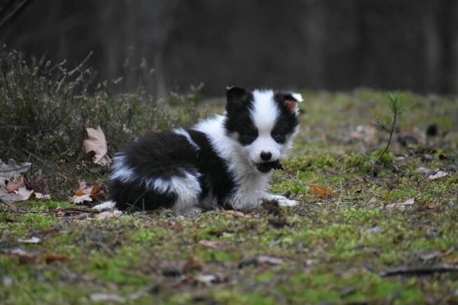 Sunia Border Collie