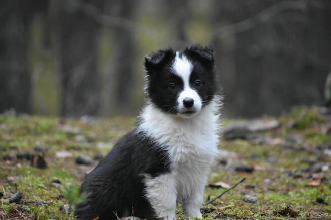 Piesek Border Collie