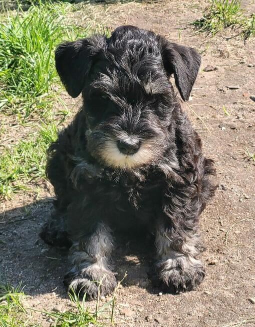 Sznaucer Miniaturowy Czarno-Srebrny ZKwP