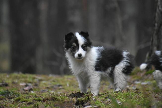 Sunia Border Collie