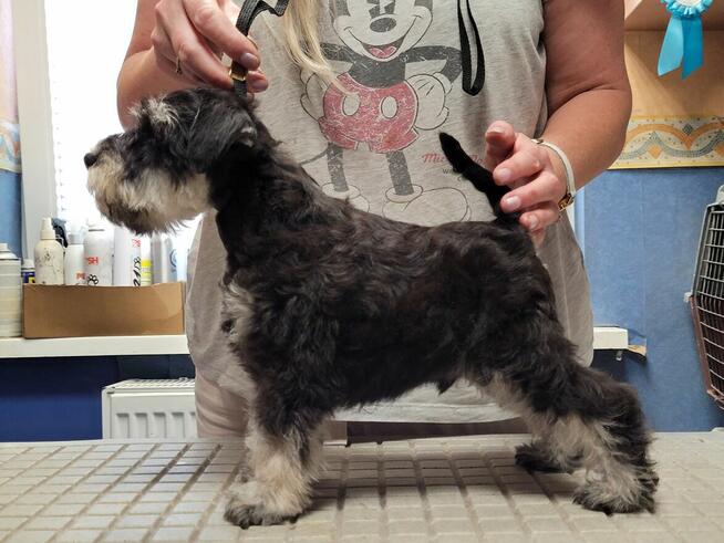 Sznaucer Miniaturowy Czarno-Srebrny ZKwP