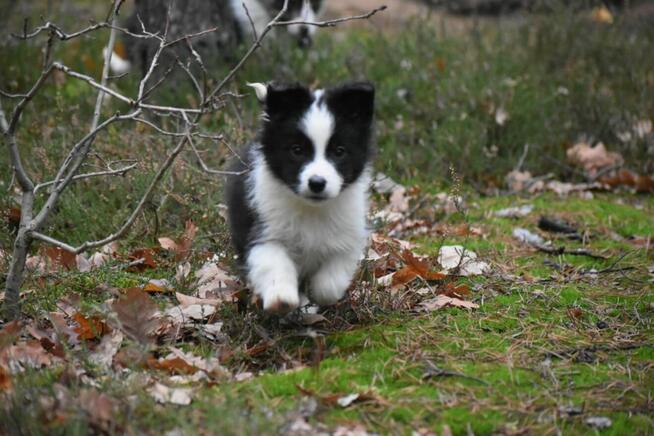 Piesek Border Collie
