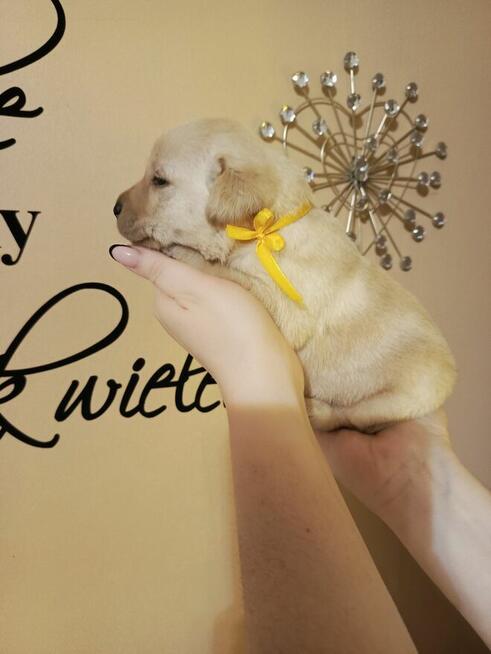 Zapraszam szczenięta labrador retriever