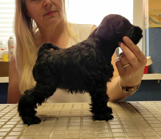 Sznaucer Miniaturowy Czarno-Srebrny ZKwP