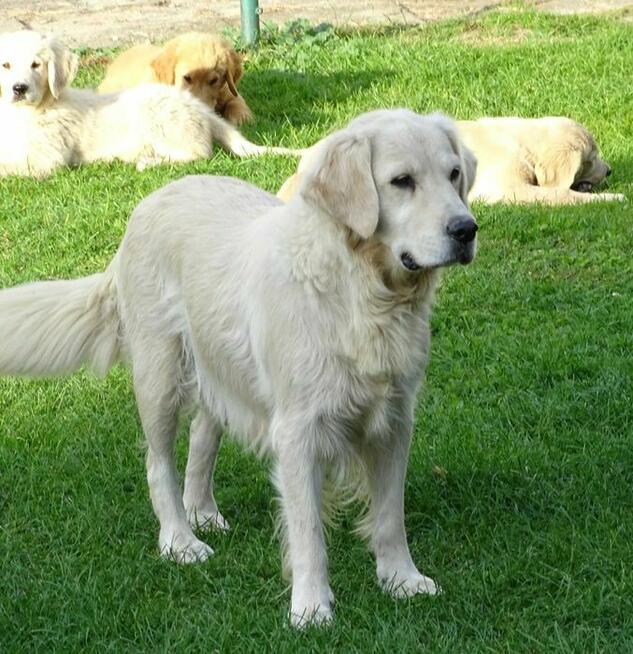 Golden retriever suczka