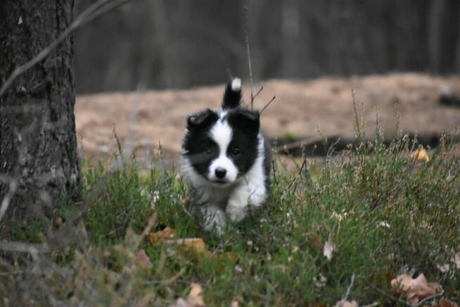 Piesek Border Collie