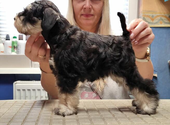 Sznaucer Miniaturowy Czarno-Srebrny ZKwP