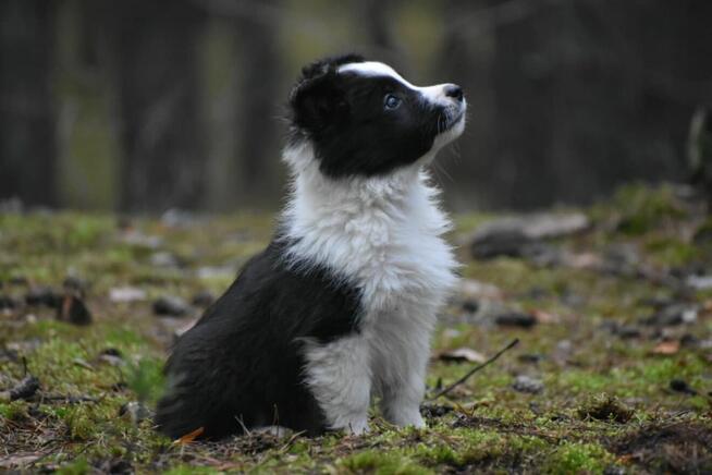 Piesek Border Collie