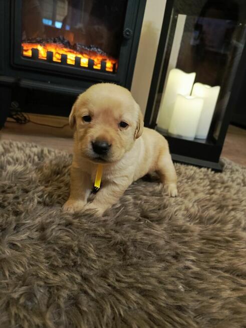 Zapraszam szczenięta labrador retriever