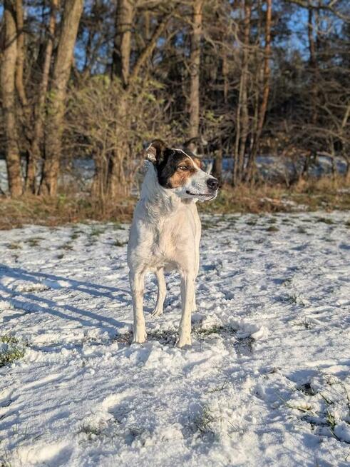 Major-zaniedbany psiak czeka na wyrozumiały dom-adopcja